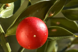 Image of Box Holly