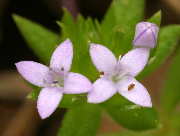 Image of blue field madder