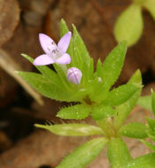 Image of blue field madder