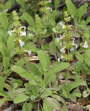 Salvia sonomensis Greene resmi