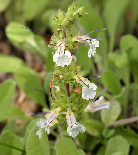 Imagem de Salvia sonomensis Greene