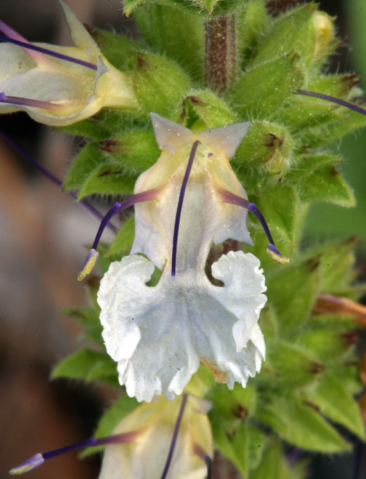 Imagem de Salvia sonomensis Greene