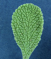 Image of creeping sage