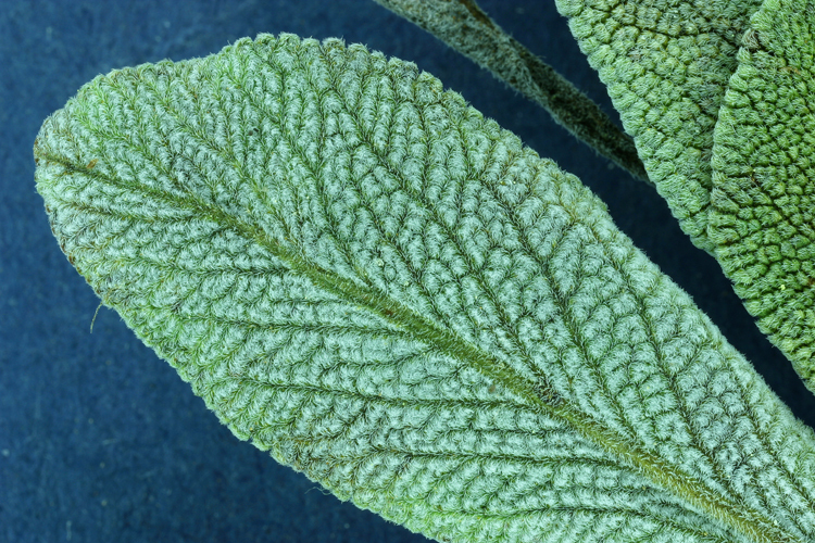 Image of creeping sage