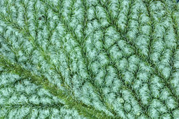 Imagem de Salvia sonomensis Greene