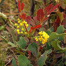 Image de <i>Berberis aquifolium</i> var. <i>repens</i>