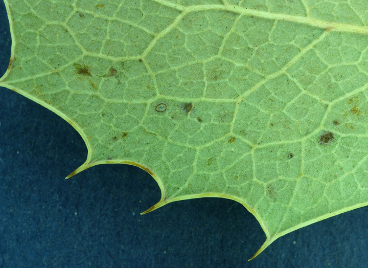 Plancia ëd <i>Berberis aquifolium</i> var. <i>repens</i>