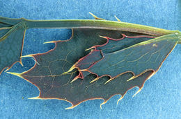 Image of <i>Berberis aquifolium</i> var. <i>repens</i>