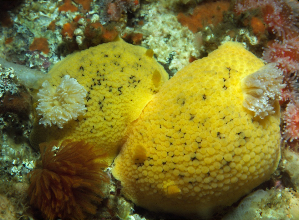 Plancia ëd Peltodoris nobilis (MacFarland 1905)