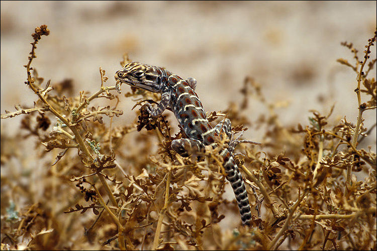 Image of Long-nosed Leopard Lizard