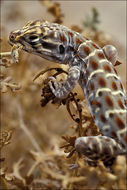 Image of Long-nosed Leopard Lizard