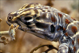 Image of Long-nosed Leopard Lizard