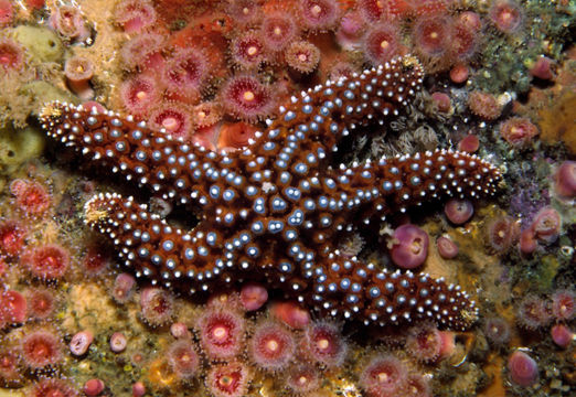 Image of Giant seastar