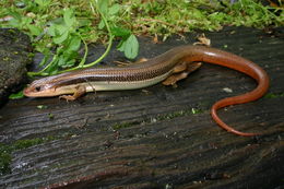 Image of Gilbert's Skink