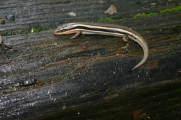 Image of Gilbert's Skink