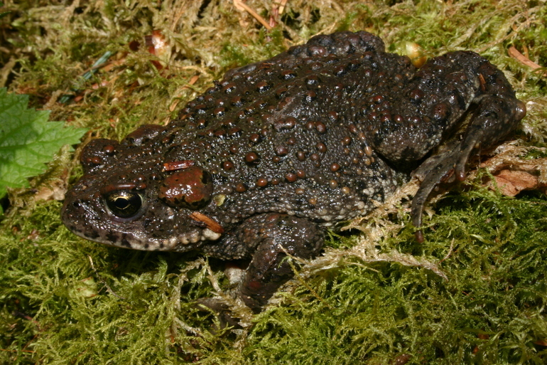 Image of western toad