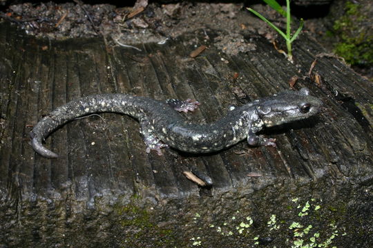 Image of Black Salamander