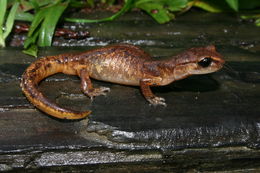 Image of Common Ensatina