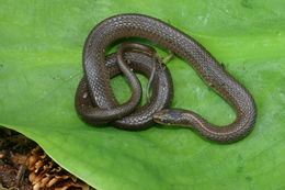 Image of Northwestern Garter Snake