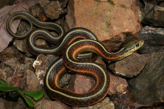 Sivun Thamnophis elegans (Baird & Girard 1853) kuva