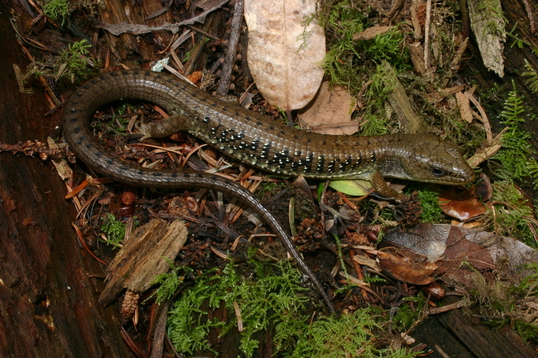 Image of northern alligator lizard