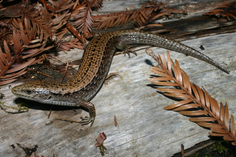 Image of northern alligator lizard