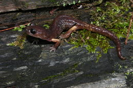 Image of Common Ensatina