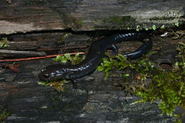 Слика од Plethodon elongatus Van Denburgh 1916