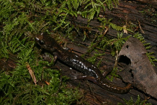 Image of Clouded Salamander