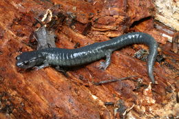 Image of Black Salamander