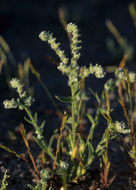 صورة Cryptantha barbigera (A. Gray) Greene