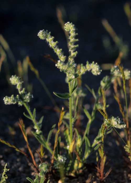 Слика од Cryptantha barbigera (A. Gray) Greene