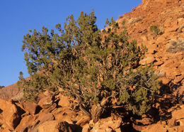 Juniperus monosperma (Engelm.) Sarg. resmi