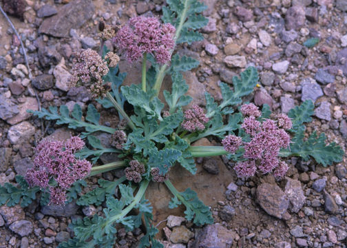 Image of <i>Cymopterus bulbosus</i>