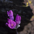 Image de Dichelostemma capitatum subsp. pauciflorum (Torr.) Keator