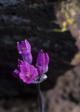 صورة Dichelostemma capitatum subsp. pauciflorum (Torr.) Keator