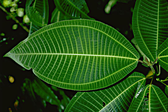 Image of velvet tree