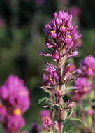 Image of exserted Indian paintbrush