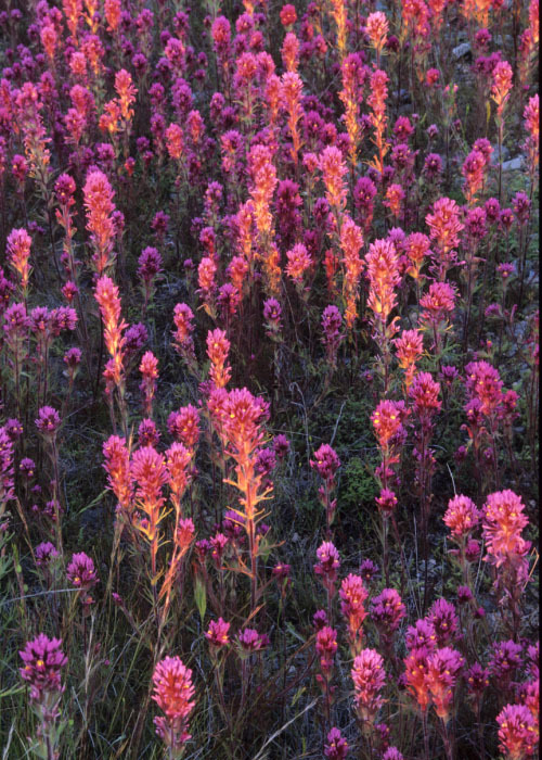 Image of exserted Indian paintbrush