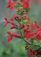 Stachys coccinea Ortega resmi