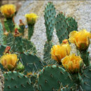 Image of Opuntia phaeacantha var. major Engelm.