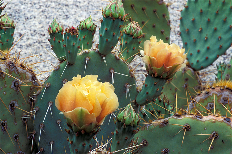 Image of Opuntia phaeacantha var. major Engelm.