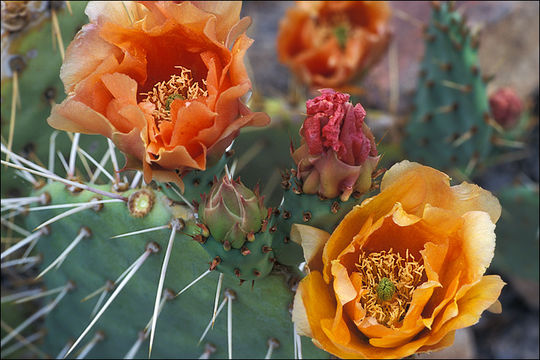 Image of Opuntia phaeacantha var. major Engelm.