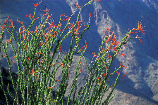 Imagem de Fouquieria splendens Engelm.