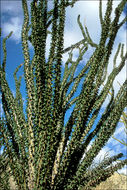 Image of ocotillo