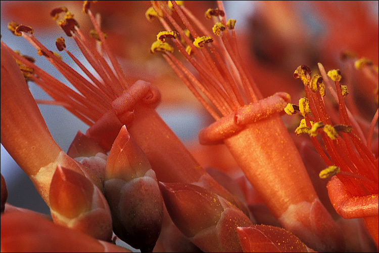 Image of ocotillo