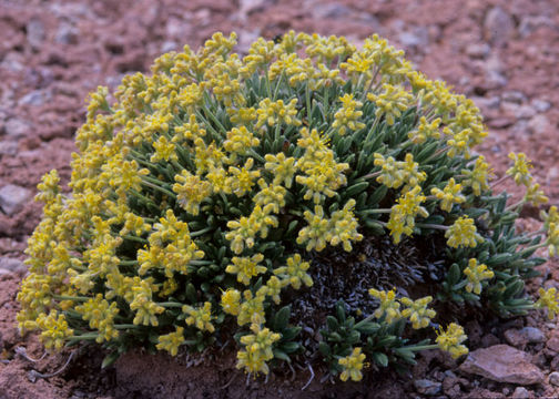 Image of Sarah's buckwheat