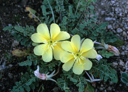 Imagem de Oenothera primiveris A. Gray