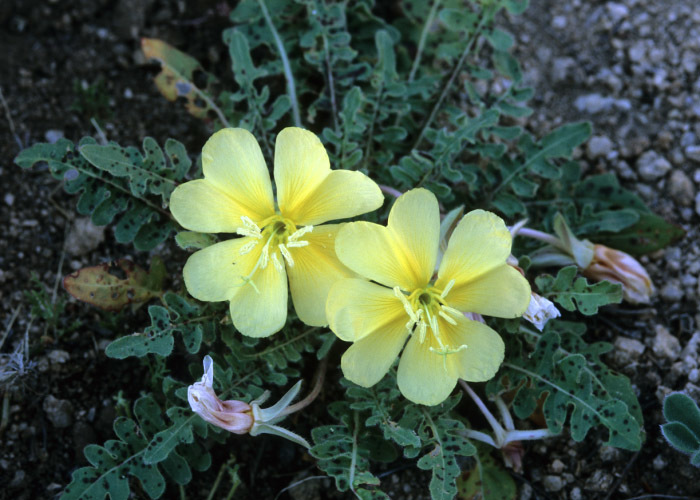 Imagem de Oenothera primiveris A. Gray