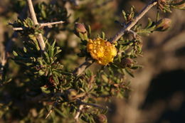 Image of blackbrush